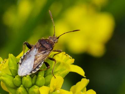  Stictopleurus punctatonervosus (Goeze, 1778)
