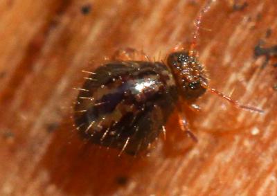  Allacma fusca (Linnaeus, 1758)