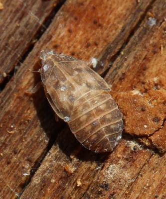  Cixidia 