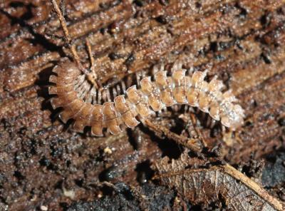 Polydesmus 