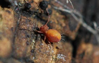  Dicyrtoma fusca (Lubbock, 1873)