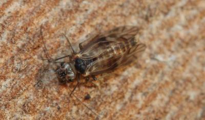  Peripsocus milleri (Tillyard, 1923)