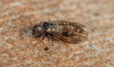  Peripsocus milleri (Tillyard, 1923)