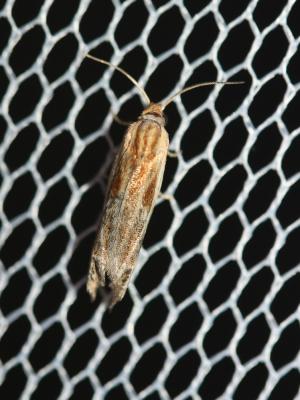  Eucosma cana (Haworth, 1811)