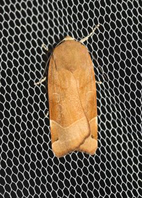 Frangée (La) Noctua fimbriata (Schreber, 1759)