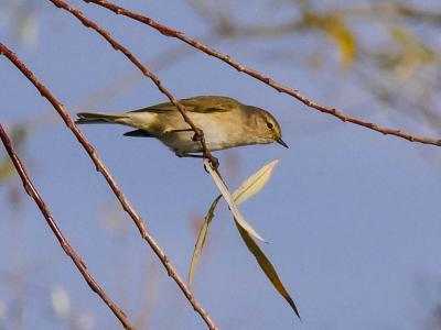 Pouillot véloce Phylloscopus collybita (Vieillot, 1887)
