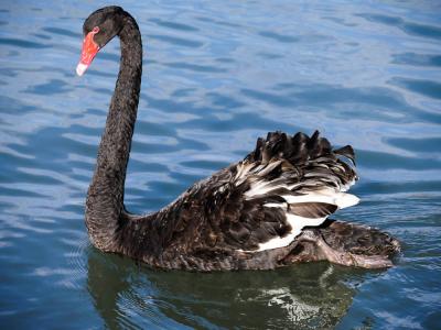 Cygne noir Cygnus atratus (Latham, 1790)