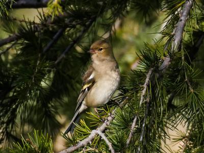 Pinson des arbres Fringilla coelebs Linnaeus, 1758