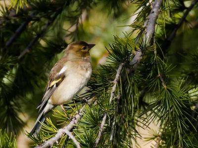 Pinson des arbres Fringilla coelebs Linnaeus, 1758