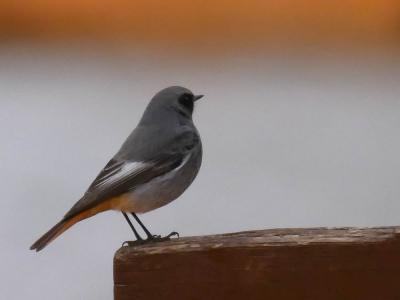 Rougequeue noir Phoenicurus ochruros (S. G. Gmelin, 1774)