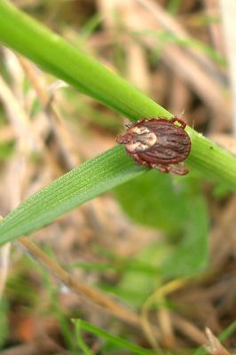 Tique du mouton Ixodes ricinus (Linnaeus, 1758)