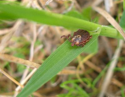 Tique du mouton Ixodes ricinus (Linnaeus, 1758)