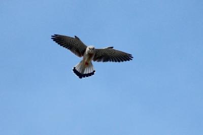 Faucon crécerelle Falco tinnunculus Linnaeus, 1758