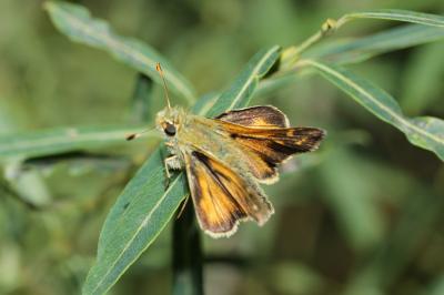 Virgule (La), Comma (Le) Hesperia comma (Linnaeus, 1758)