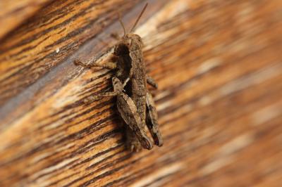 Criquet pansu Pezotettix giornae (Rossi, 1794)