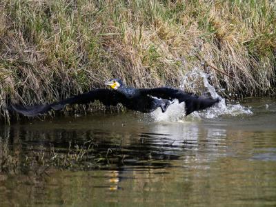 Grand Cormoran Phalacrocorax carbo sinensis (Shaw & Nodder, 1801)