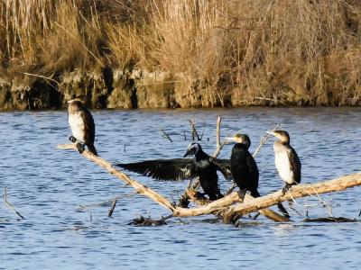 Grand Cormoran Phalacrocorax carbo sinensis (Shaw & Nodder, 1801)