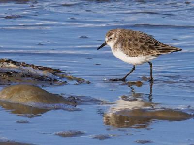Bécasseau minute Calidris minuta (Leisler, 1812)