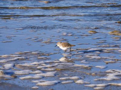 Bécasseau minute Calidris minuta (Leisler, 1812)