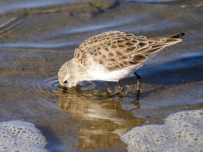 Bécasseau minute Calidris minuta (Leisler, 1812)
