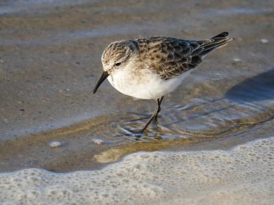 Bécasseau minute Calidris minuta (Leisler, 1812)