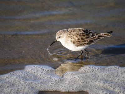 Bécasseau minute Calidris minuta (Leisler, 1812)