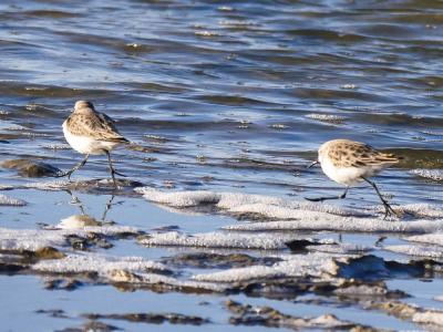 Bécasseau minute Calidris minuta (Leisler, 1812)