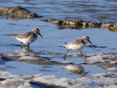 Bécasseau minute Calidris minuta (Leisler, 1812)