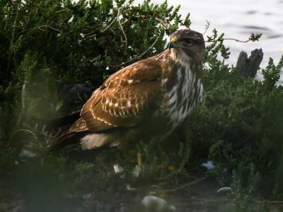 Buse variable Buteo buteo (Linnaeus, 1758)