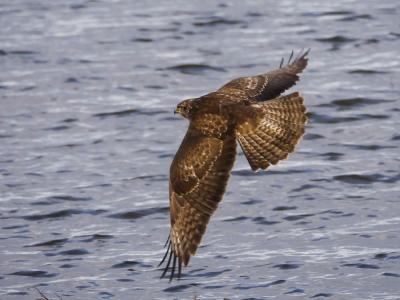 Buse variable Buteo buteo (Linnaeus, 1758)