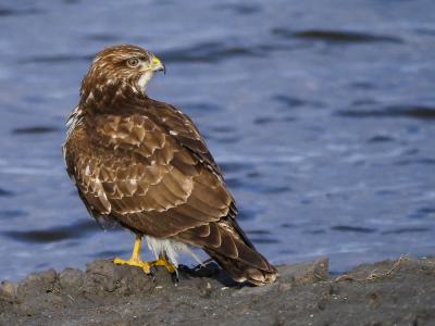 Buse variable Buteo buteo (Linnaeus, 1758)