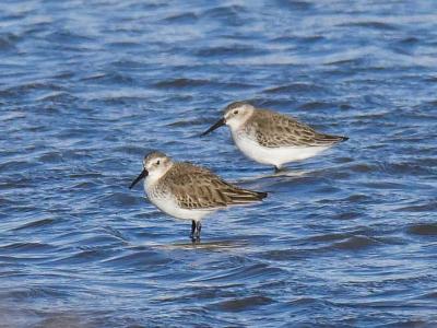 Bécasseau variable Calidris alpina (Linnaeus, 1758)