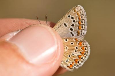 Azuré de L'Esparcette (L'), Azuré de Chapman (L'), Polyommatus thersites (Cantener, 1835)