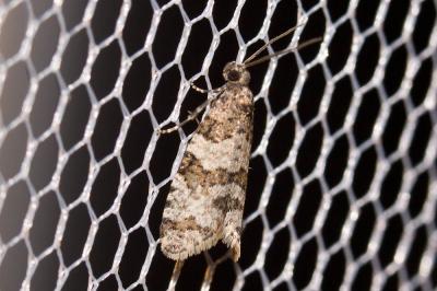  Isotrias rectifasciana (Haworth, 1811)