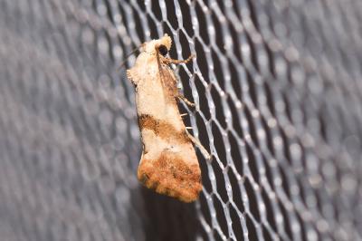  Cochylis epilinana Duponchel, 1842