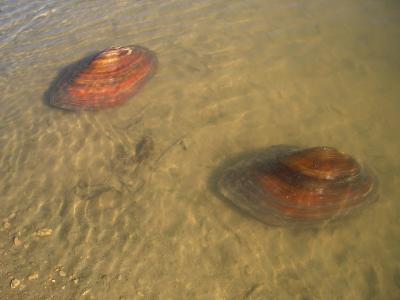 Anodonte des rivières Anodonta anatina (Linnaeus, 1758)