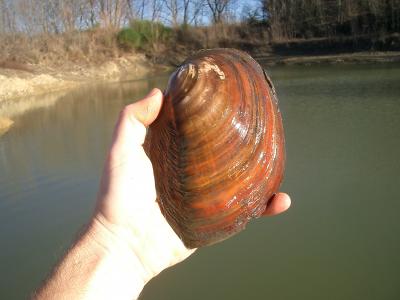 Anodonte des rivières Anodonta anatina (Linnaeus, 1758)