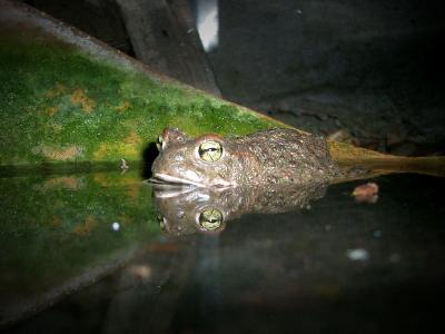Crapaud calamite Epidalea calamita (Laurenti, 1768)