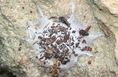 Araignée Clotho Uroctea durandi (Walckenaer in Latreille, 1809)
