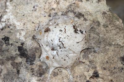 Araignée Clotho Uroctea durandi (Walckenaer in Latreille, 1809)