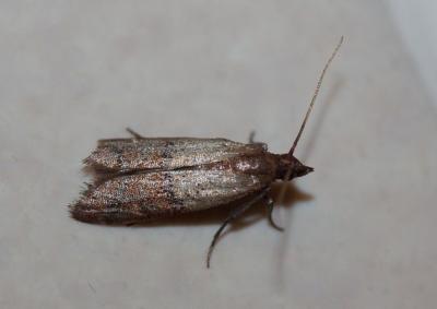  Plodia interpunctella (Hübner, 1813)