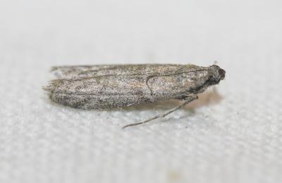  Cadra furcatella (Herrich-Schäffer, 1849)