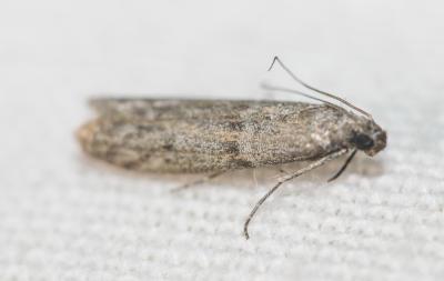  Cadra furcatella (Herrich-Schäffer, 1849)