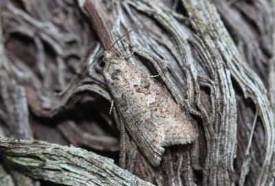  Cnephasia cupressivorana (Staudinger, 1871)