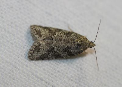  Cnephasia cupressivorana (Staudinger, 1871)