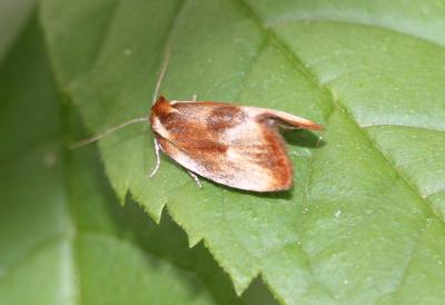  Eulia ministrana (Linnaeus, 1758)