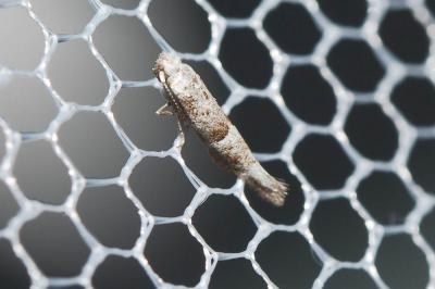  Cedestis subfasciella (Stephens, 1834)