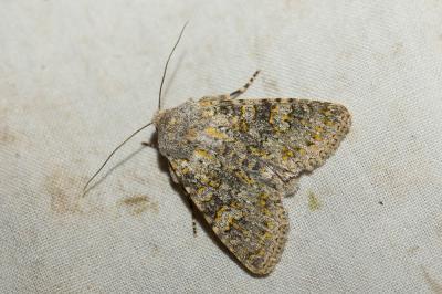 Ceinture jaune (La) Polymixis flavicincta (Denis & Schiffermüller, 1775)