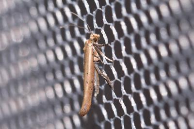  Zelleria hepariella Stainton, 1849