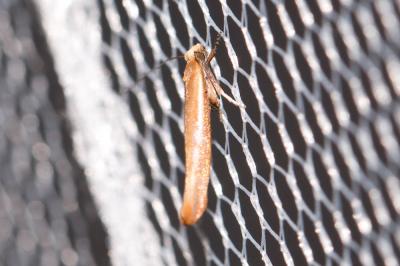  Zelleria hepariella Stainton, 1849